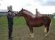 Horses Auctions