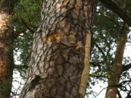 Wild beehives in Wigry National Park