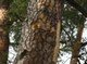 Wild beehives in Wigry National Park