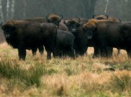 Bisons