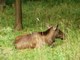 An elk – a king on marshes