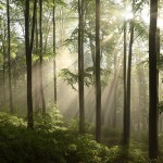 Pradawne i pierwotne lasy bukowe Karpat