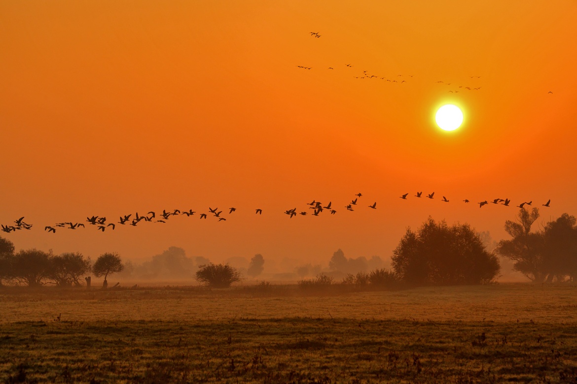 Birdwatching – Warta Mouth National Park