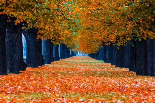 tree lined avenue in autumn with colorful leaves on the ground