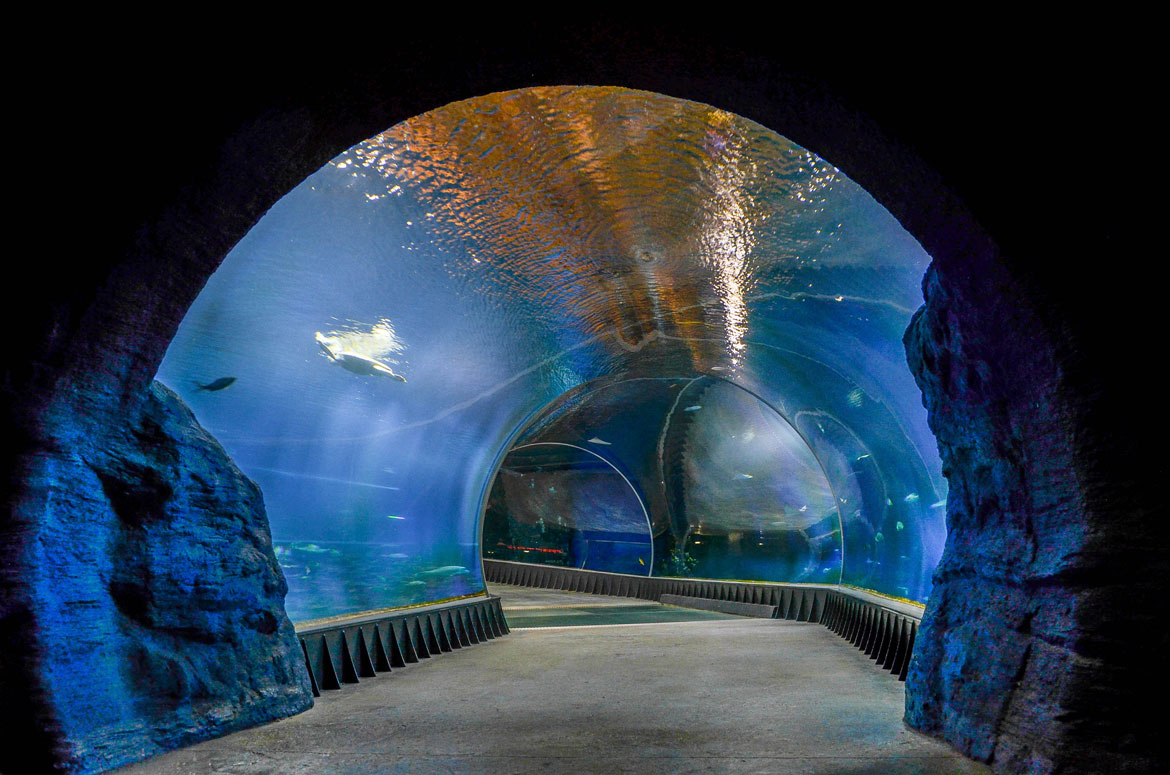 glass aquarium tunnel