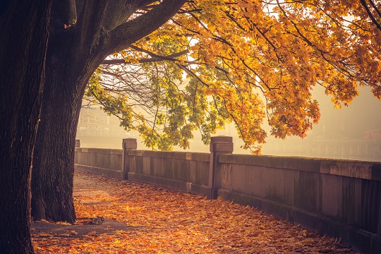 Fall's Embrace: Poland's Autumn Beauty