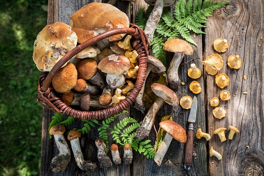 Mushroom picking season begins in Poland. 