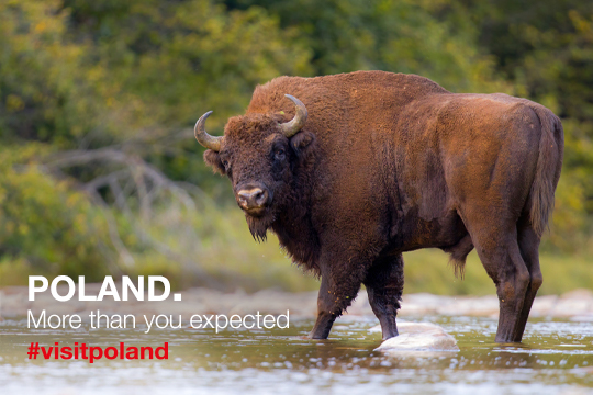 POLAND: MORE THAN YOU EXPECTED