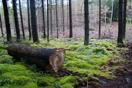 THE ROMINCKA FOREST