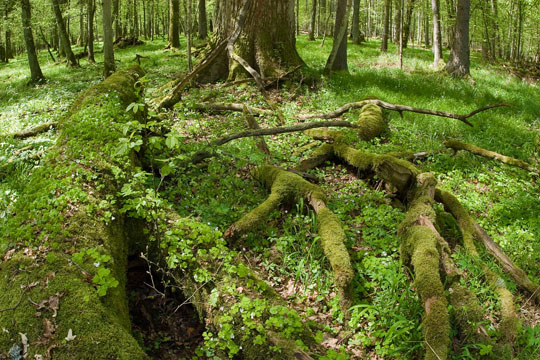 Białowieża Forest and the Bison