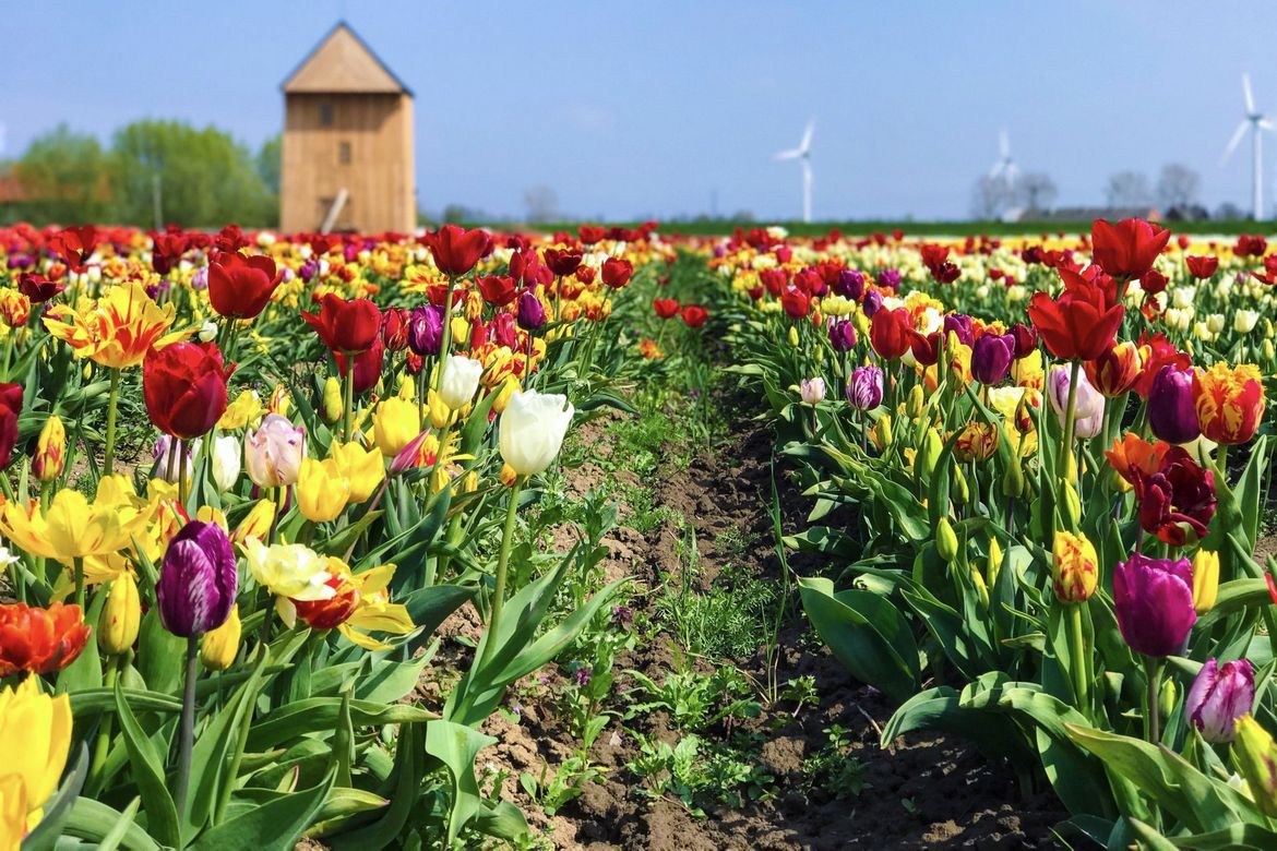 Gdańsk, the Sobieszewo Island, tulips