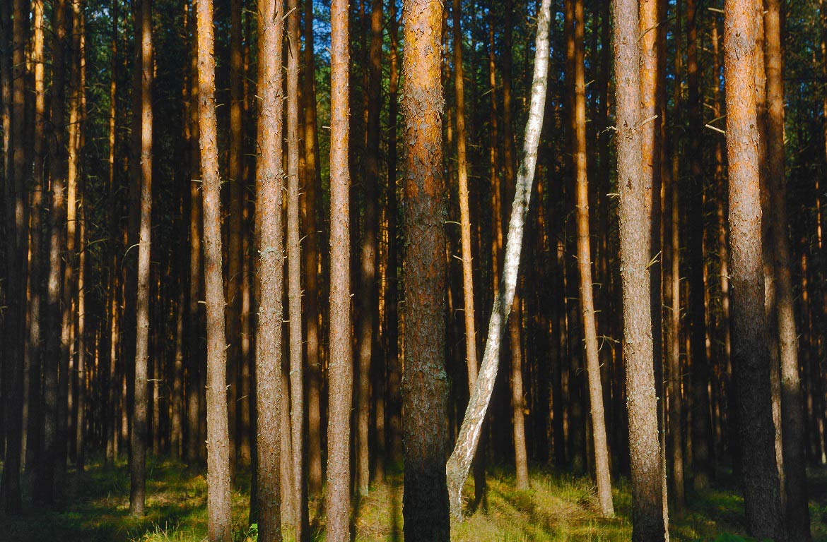 Bory Tucholskie National Park