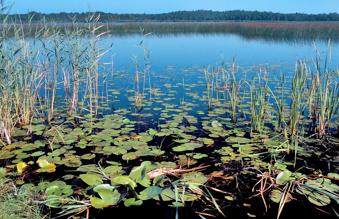 Roztoczanski National Park