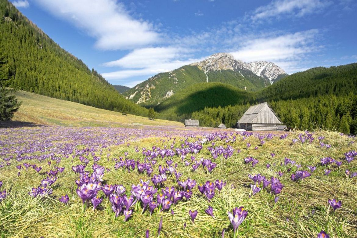 Tatry, crocuses