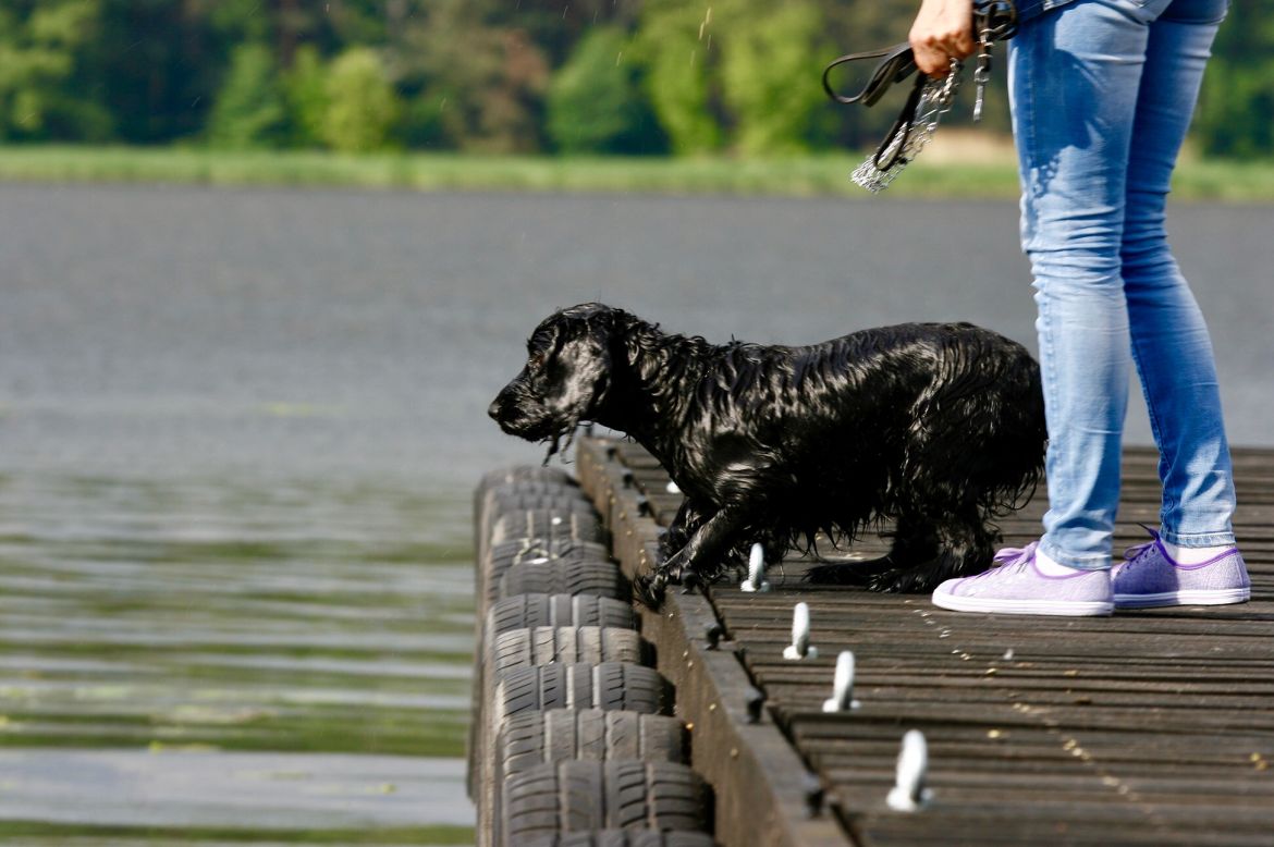 Coming with dog to Poland - Practical guide for dog owners