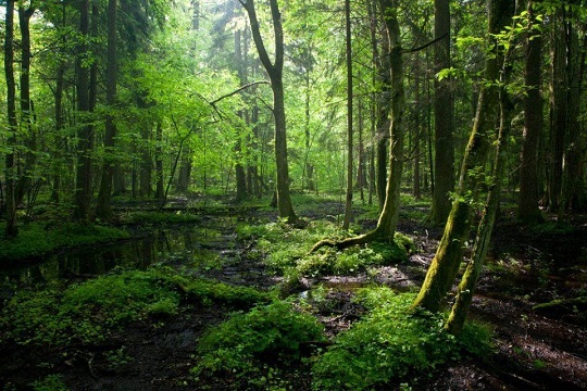 FOREST BATHING – FOREST HOLIDAYS