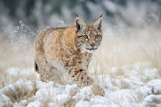 Wildlife in Poland
