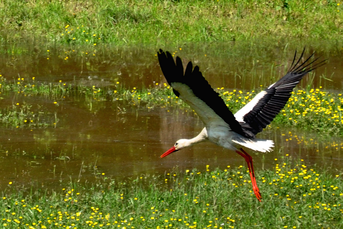 Stork