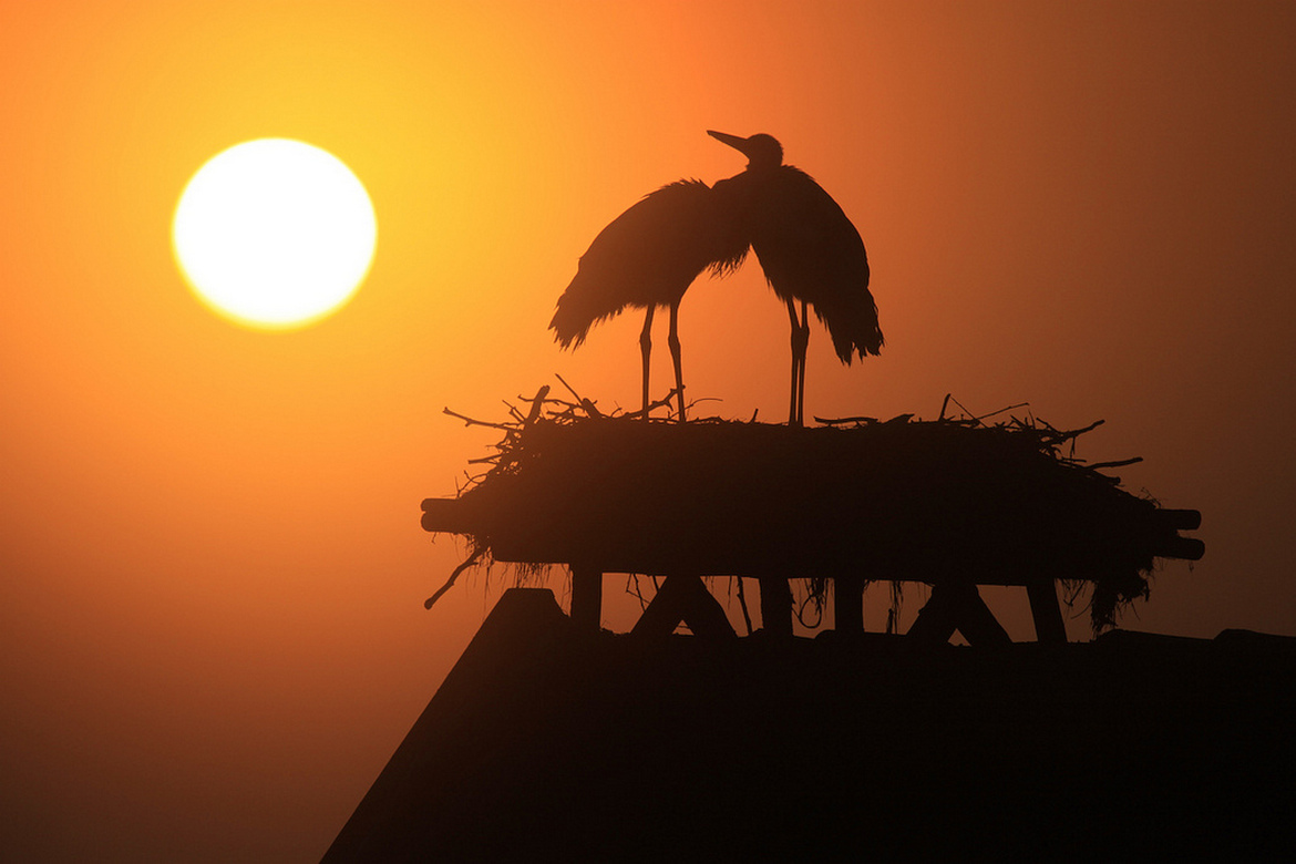 Storks