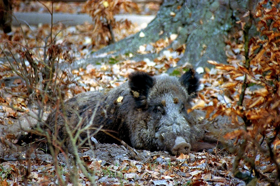 Boar