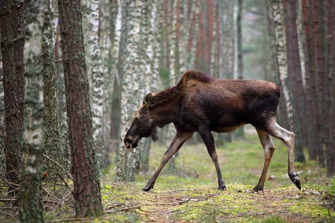 Elk