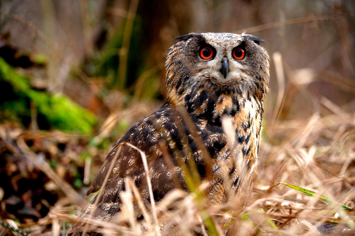 Eagle owl