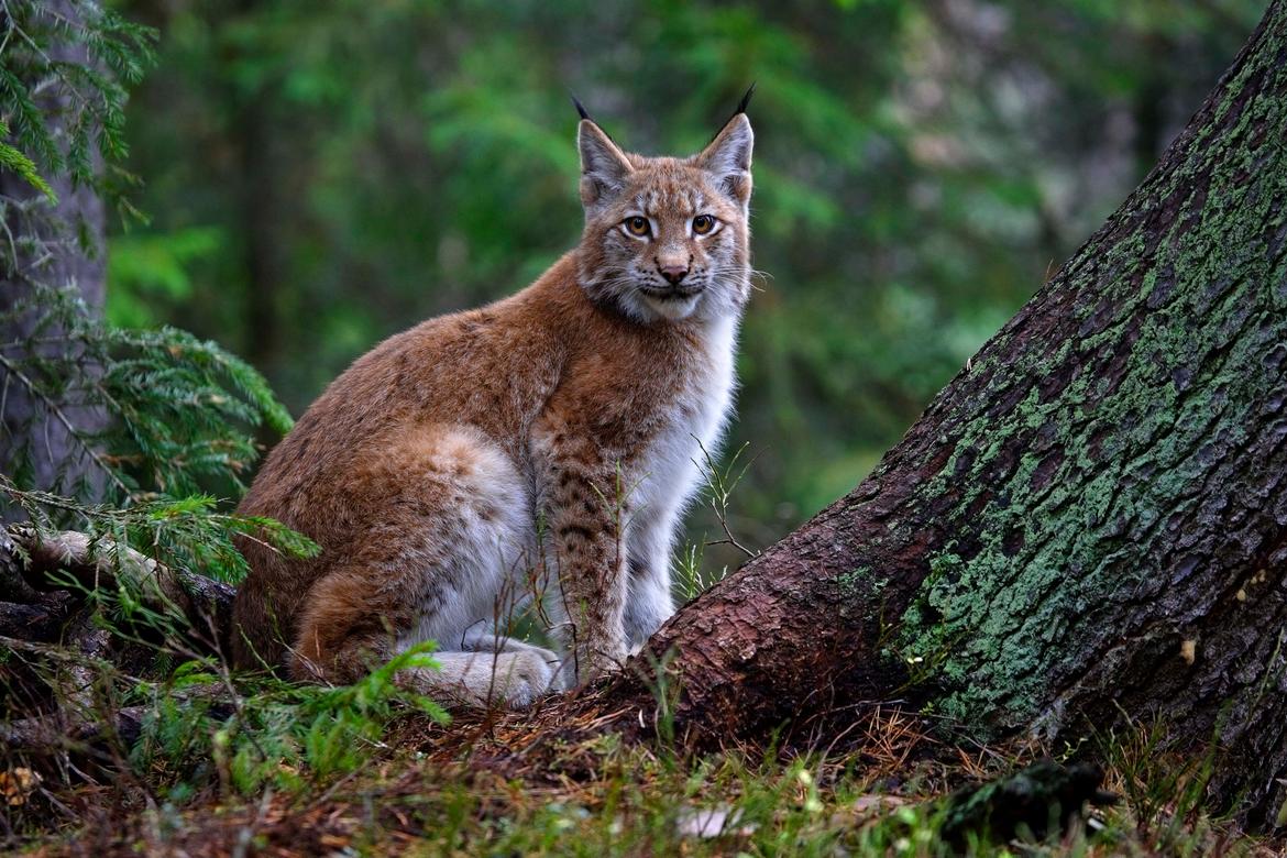 Lynx