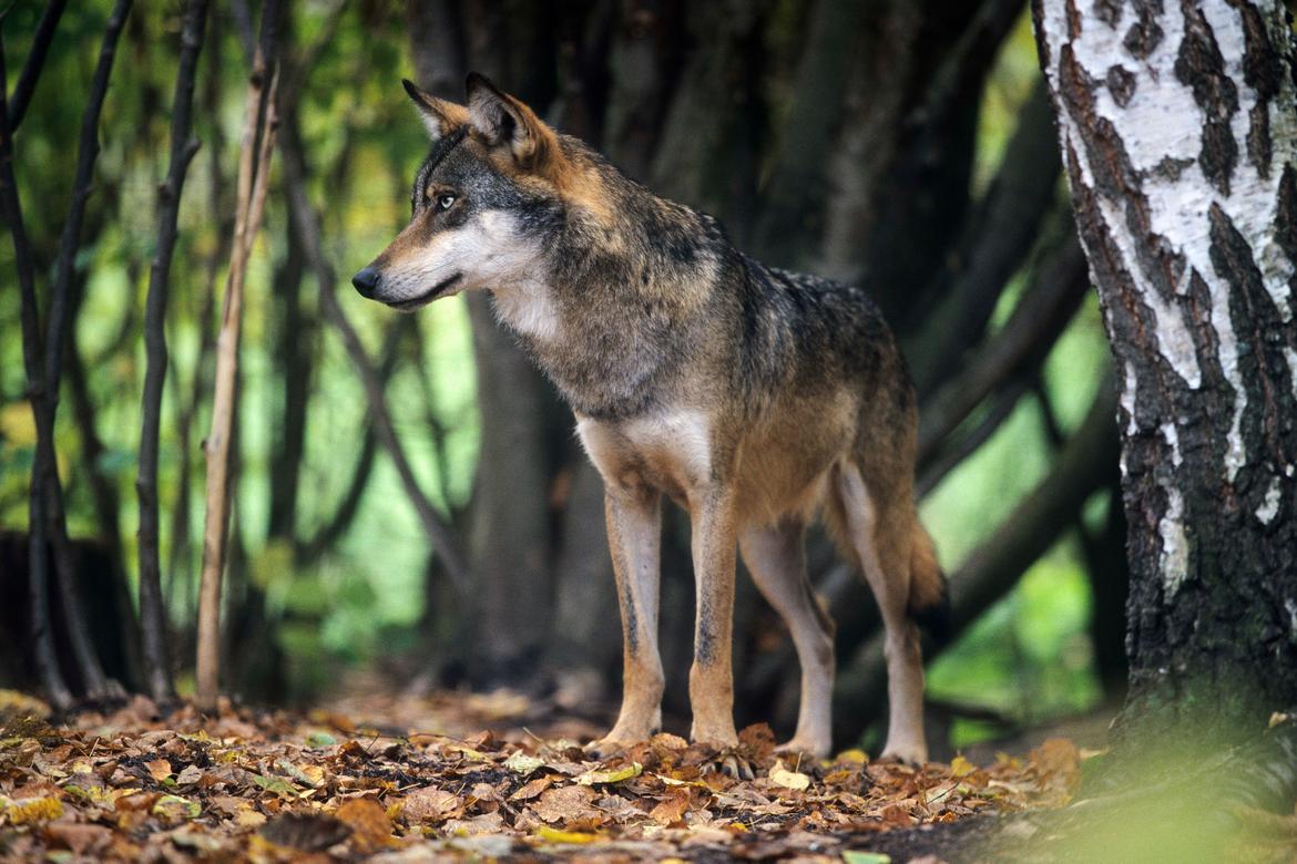 Wolf