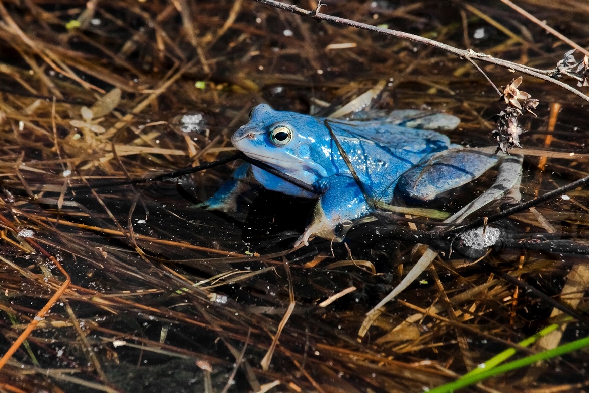 Versicoloured moor frogs