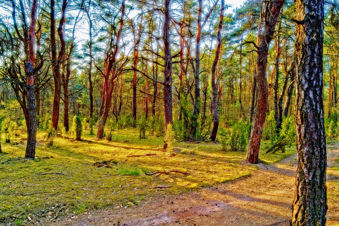 Kampinoski National Park