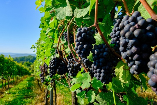 Энотуризм в Польше - познакомьтесь с красотой наших виноградников