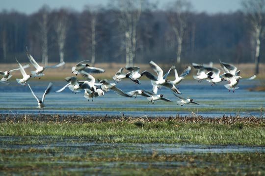 Lyssna till naturens ljud...