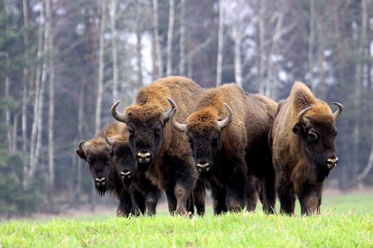 Nationalparken Bialowieski