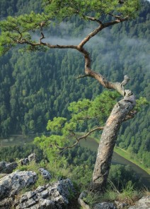Pieniny Pieniny