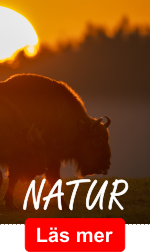 natur.png