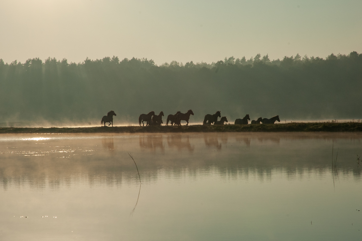 De vilda hästarna i Roztocze nationalpark