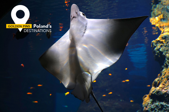 Wrocław Golden_Pins_540x360_afykanarium.jpg